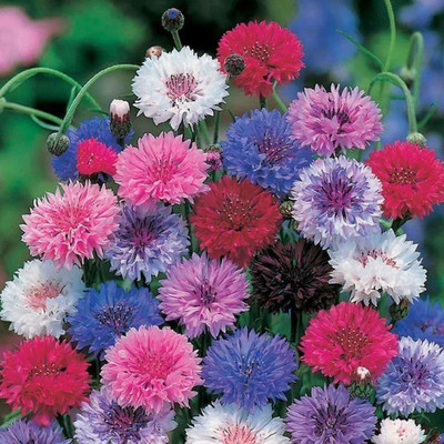 ACCELCROP Cornflower Flower Seed(74 per packet)