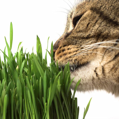 CYBEXIS LXI-90 - Cat Wheatgrass - (7500 Seeds) Seed(7500 per packet)