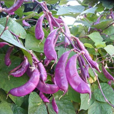 CYBEXIS Good Germination Purple Dolichos Lablab Seeds800 Seeds Seed(800 per packet)