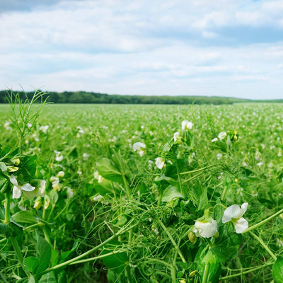 CYBEXIS KGF -88 - Spring Field Peas - (100 Seeds) Seed(100 per packet)