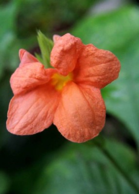 HYBRID kanakambaram-firecracker-crossandra Seed(37 per packet)