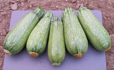 Qualtivate NDIR-529 Zucchini, Grey Zucchini Squash Seed(100 per packet)