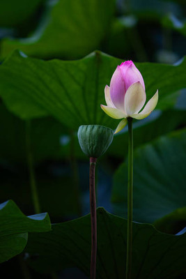 Aaradhyapriyal lotus,kamal gatta Seed(14 per packet)