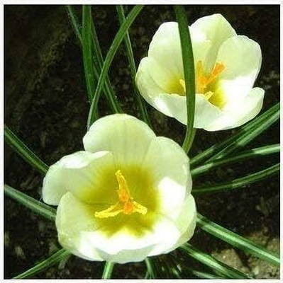 LPR NEMESIA Seed(300 per packet)