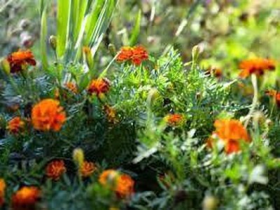 greenfarm XCVI-151 Marigold Seeds Orange Beauty Imported Seeds (150 X Seeds ) u67 Seed(150 per packet)