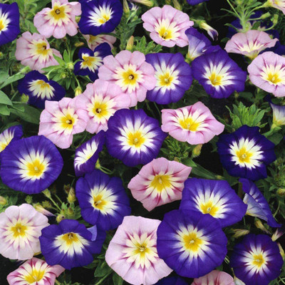 CYBEXIS Morning Glory Ensign Mix Seeds Seed(1 g)