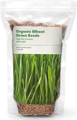 VibeX HUA-82 - Cat Grass Hard Red Winter Wheat - (22500 Seeds) Seed(22500 per packet)