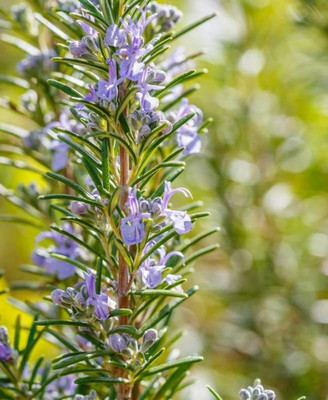 CYBEXIS XLL-35 - Rosemary (Rosemarinus officinalis) - (750 Seeds) Seed(750 per packet)