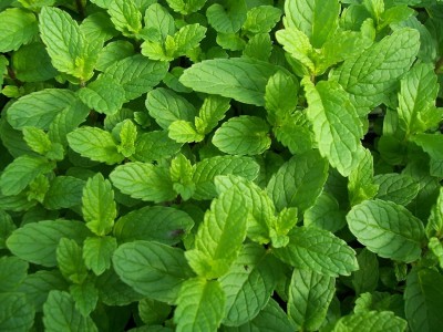 Qualtivate ICRA-8A Herb Peppermint Mint Medicinal Seeds Seed(200 per packet)