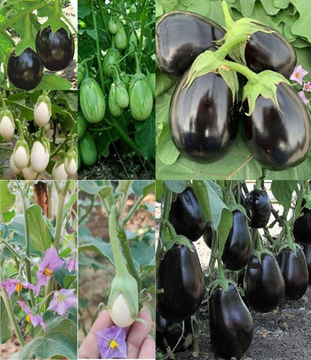 ibains Bagun seeds eggplant beez 39 Seed(69 per packet)