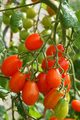 LiveNature tomato Seed(150 per packet)