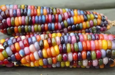 MAA Rainbow Corn, Corn Seed(28 per packet)