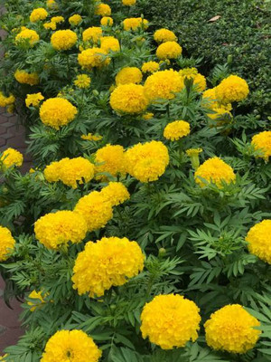 Harsh Impex marigold/gende ka phool flower seeds Seed(25 per packet)