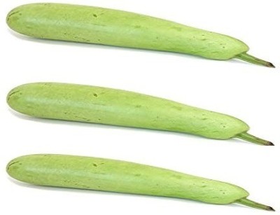 CYBEXIS XLR-57 - Long Bottle Gourd | Calabash - (300 Seeds) Seed(300 per packet)