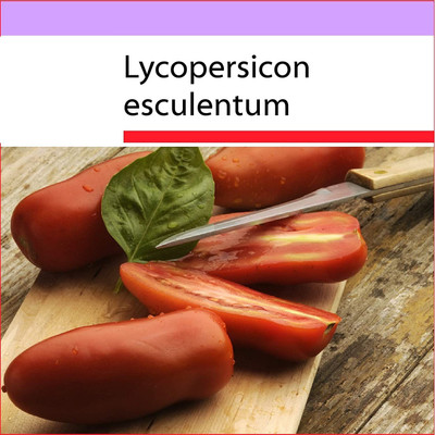 CYBEXIS Lycopersicon esculentum Tomato - San Marzano -Seeds 1000 Seeds Seed(1000 per packet)