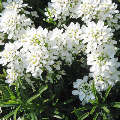 Aywal umbellata Dwarf Fairy Mix - Candytuft Seed(80 per packet)