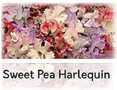 CYBEXIS Sweet Pea Seed(50 per packet)