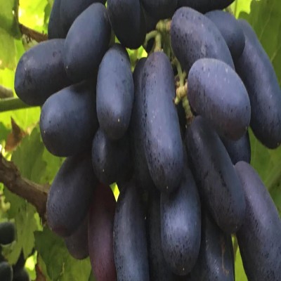 Lorvox Hybrid Black Angoor Angur Grapes Outdoor Garden Seed(20 per packet)