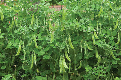 CYBEXIS XLL-69 - Snowbird Pea - (100 Seeds) Seed(100 per packet)