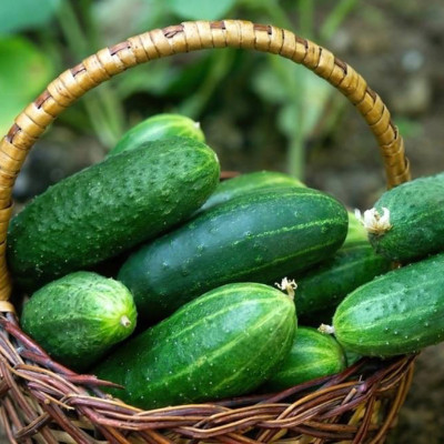 jkfarm Cucumber, Sosa, kheera Seed(250 per packet)