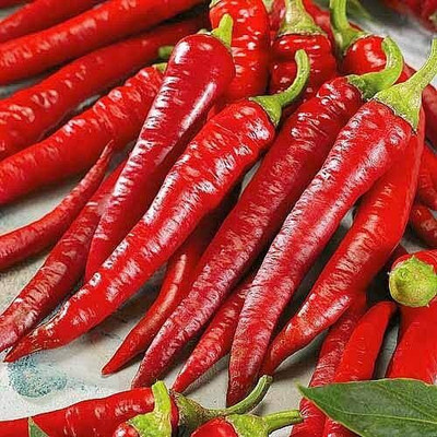 Qualtivate HYB-4A Hot Long Red Chilli Heirloom Non GMO Seed(300 per packet)