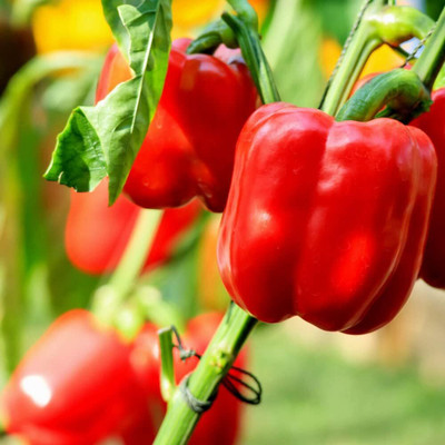 Biosnyg Easy to Grow Granova Red Capsicum Vegetable Seeds for Garden-(100 Seeds) Seed(100 per packet)