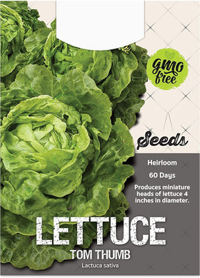 CYBEXIS LX-81 - Tom Thumb Lettuce - (450 Seeds) Seed(450 per packet)
