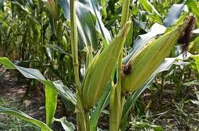 LPR SWEET CORN Seed(200 per packet)