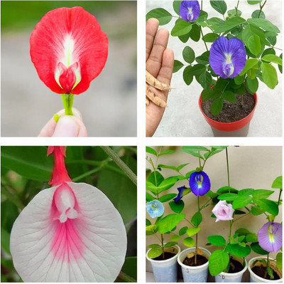 Seedsilk ouble Petal Aparajita seeds/Aprajita Shankhpushpi Hybrid Butterfly Pea Seed(42 per packet)