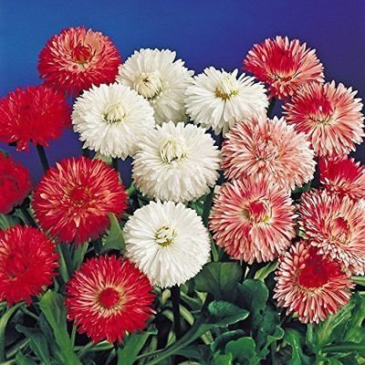 CYBEXIS KGF -37 - Daisy-Double Mixed - (60 Seeds) Seed(60 per packet)