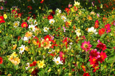 CYBEXIS Dahlia Funny Guys Mix Flower Seeds Seed(1 g)
