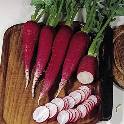 Qualtivate GXL-6AT Rosa 2 Radish - Long Tapered Roots Seed(300 per packet)