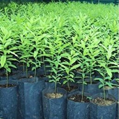 Seedsqlty white sandalwood seeds original Seed(10 per packet)