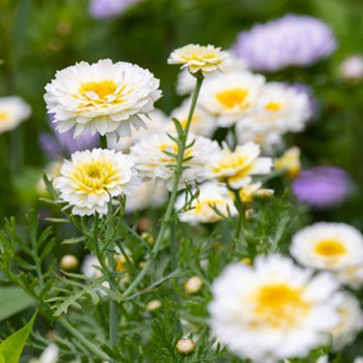 Arshiayat Chrysanthemum flower seeds/Chrysanthemum Seed(60 per packet)