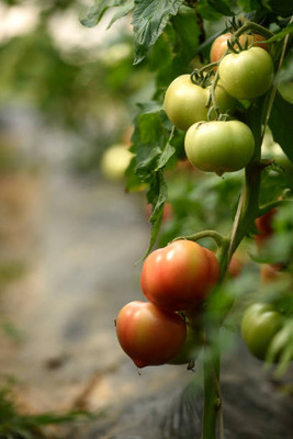 TIMOSHA tomato Seed(145 per packet)