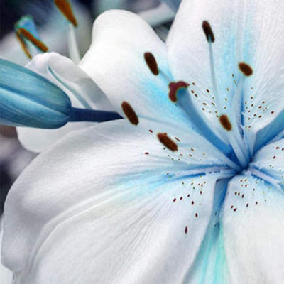 CYBEXIS GBPUT-78 - Blue Rare Rain Lily - (60 Seeds) Seed(60 per packet)