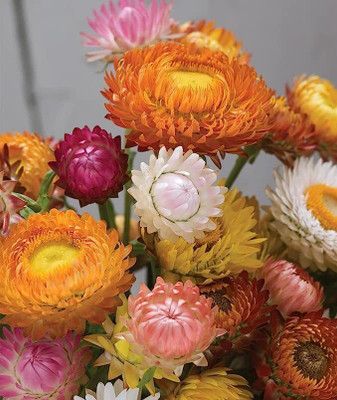 LPR ZINNIA, ZENNIA Seed(50 per packet)