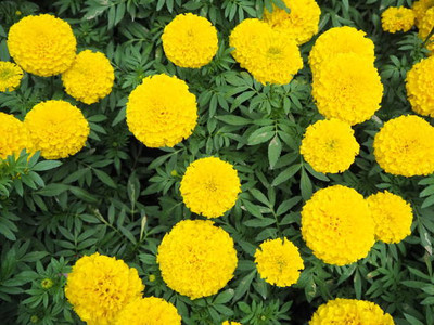 LASMA marigold,gende ka phool seeds Seed(20 per packet)