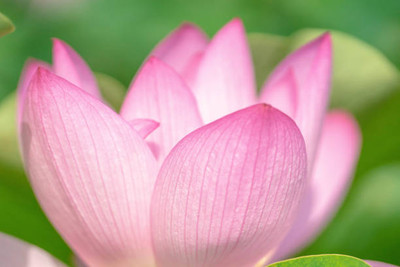 THH Lotus Seed(10 per packet)