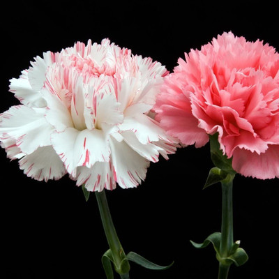 CYBEXIS Carnation (Dianthus) - Hardy Border Mixed Seed(1 g)