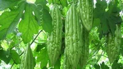 DIVINE BITTERGOURD Seed(95 per packet)