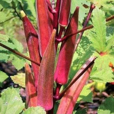 VEERAVI Red Okra Hybrid Seeds, Lal Bhindi Seeds Seed(50 per packet)