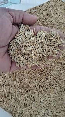 HAMPHU hybride makkhan grass Seed(2000 per packet)