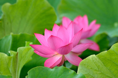 Cosmos lotus,kamal gatta Seed(14 per packet)