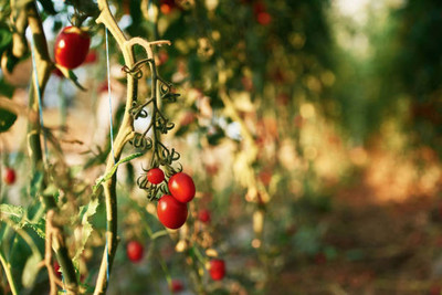 Pramix tomato Seed(130 per packet)