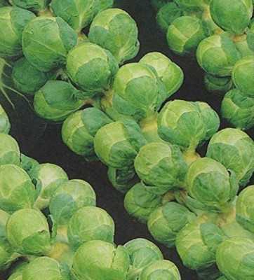 CYBEXIS Brussel Sprout Seeds-250 Seeds Seed(250 per packet)