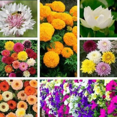 LPR MIX COMBO, FLOWER COMBOO Seed(40 per packet)
