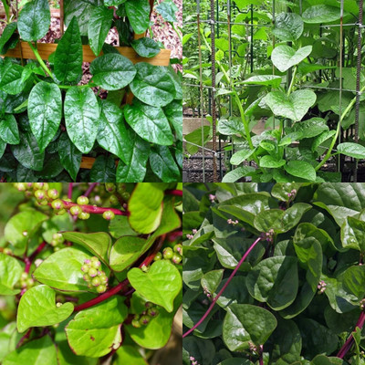 ibains Green malabar spinach seeds 22 Seed(22 per packet)