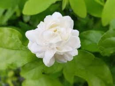 ibains Jasmine flowers seeds Seed(13 per packet)
