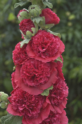 ACCELCROP Hollyhock F1 Dwarf Flower Seeds For Kitchen Gardening Seed(50 per packet)